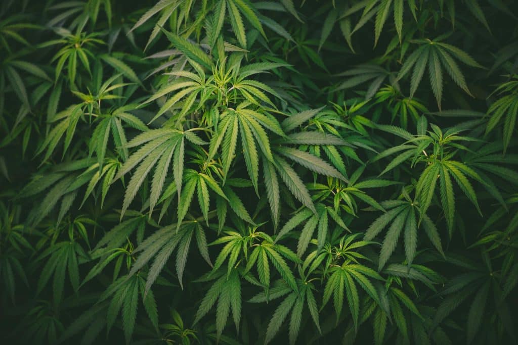 Close-up of lush green hemp leaves, highlighting the plant's natural beauty and significance in cannabis education and the entourage effect.